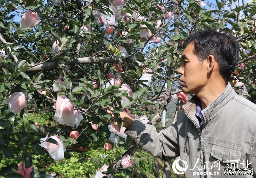 河北省邢台市内丘县岗底村果农杨增林在介绍自己家的苹果。人民网记者 祝龙超摄
